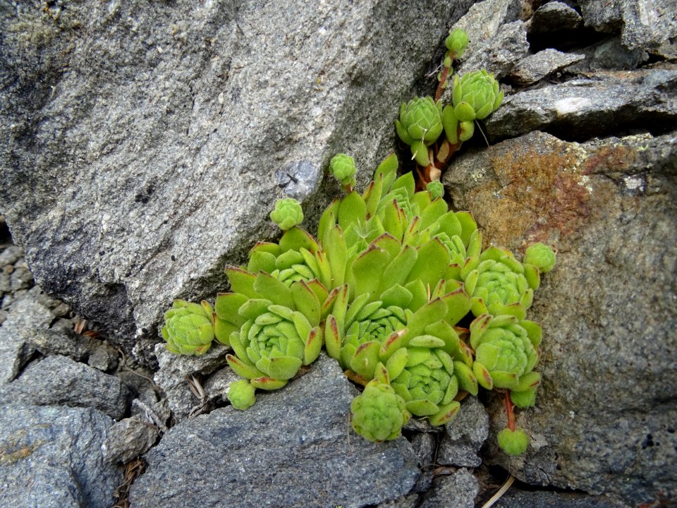 Joubarbe des montagnes, Sempervivum montanum, Crassulacées… 