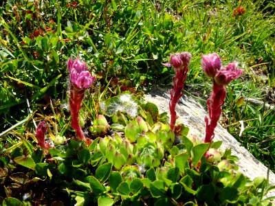 Joubarbe des montagnes, Sempervivum montanum, Crassulacées… 