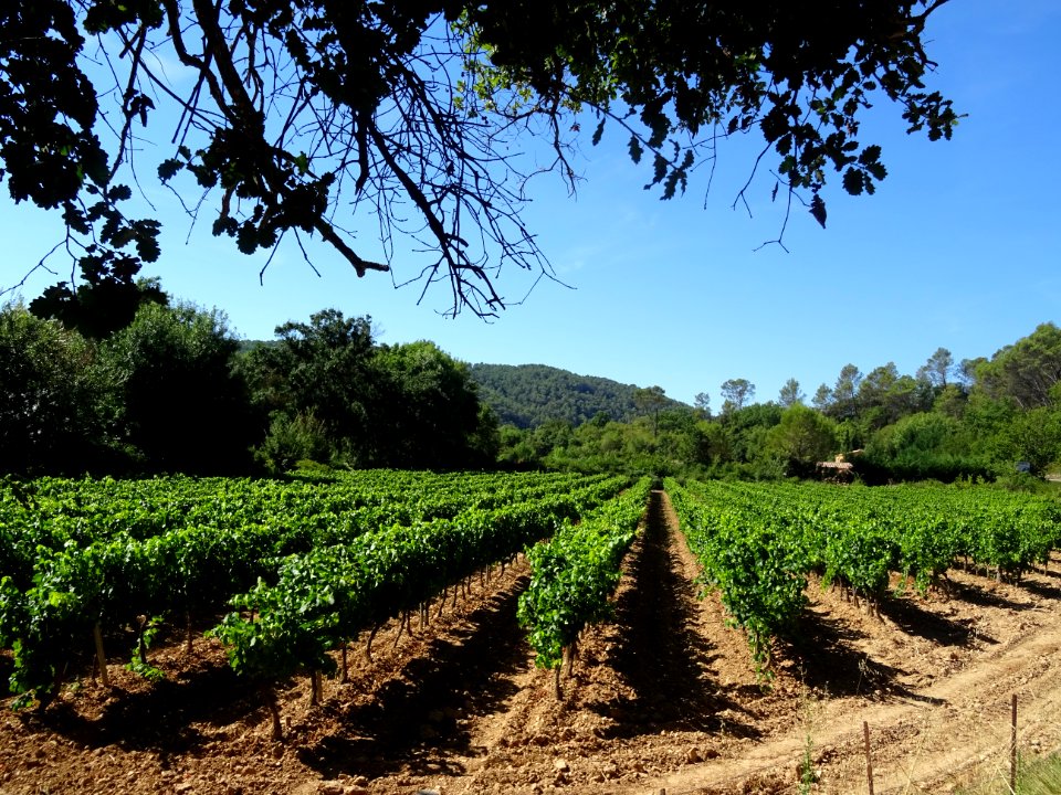 Vigne après Cabasse, Var 