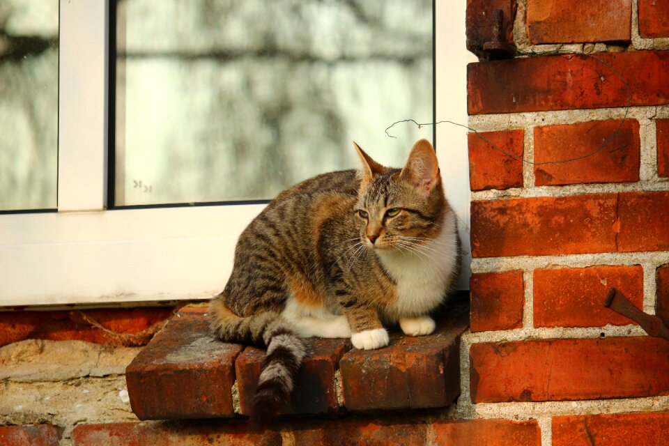 Mackerel window domestic cat