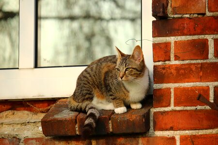 Mackerel window domestic cat