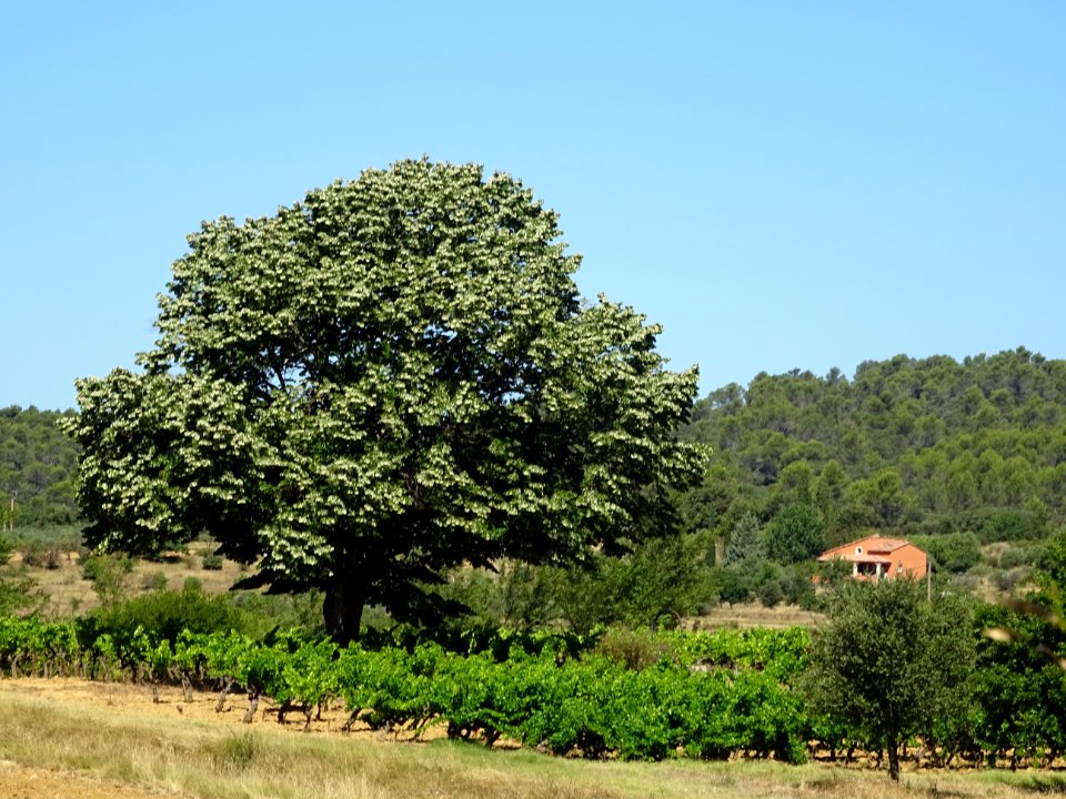 Un magnifique tilleul, avant Tavernes, Var 