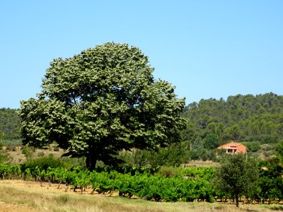 Un magnifique tilleul, avant Tavernes, Var 