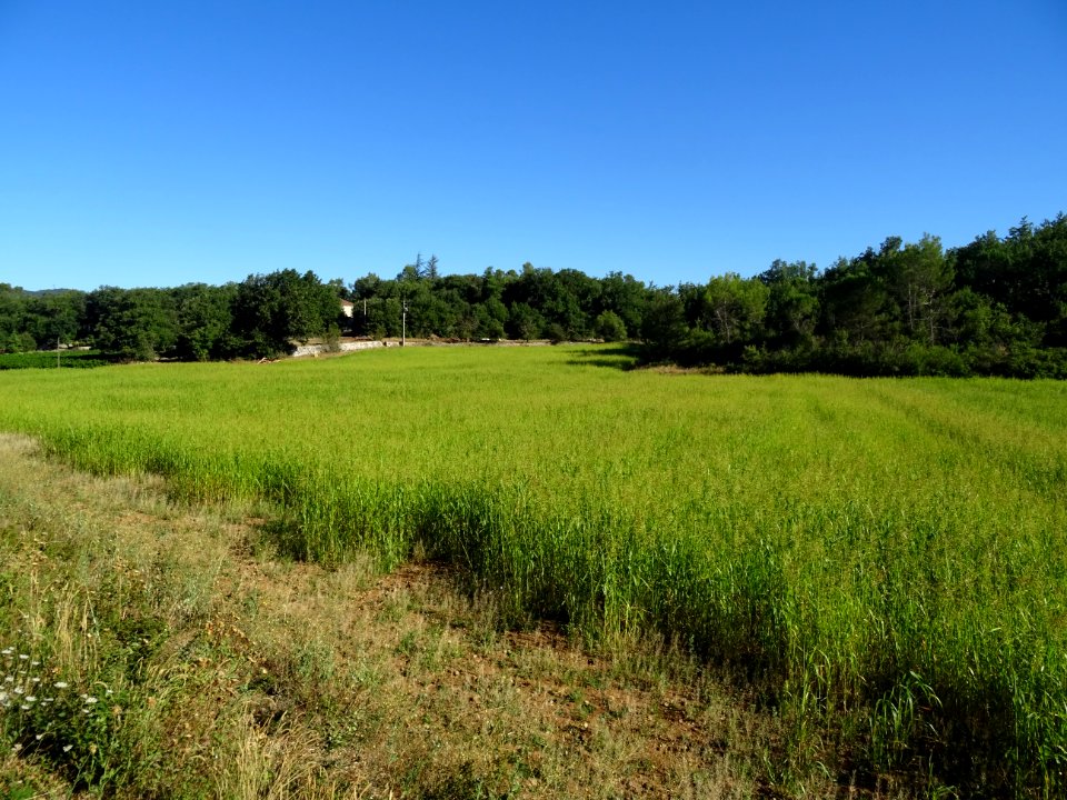 Entre Mazaugues et Saint-Maximin-la-Sainte-Baume, paysage … 