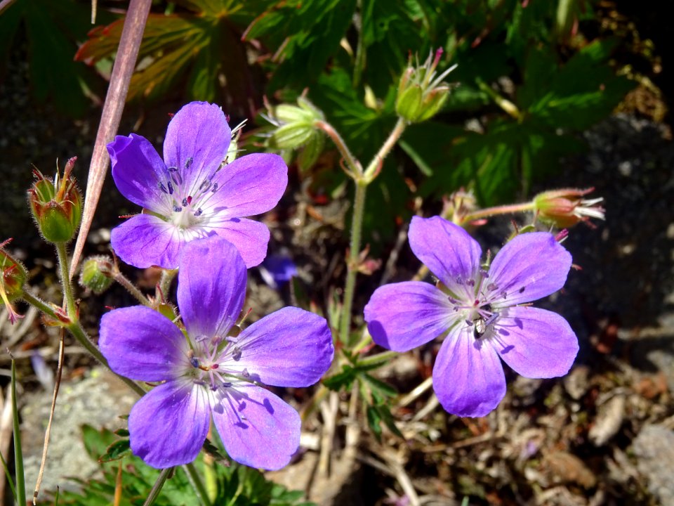 Géranium des bois, Geranium sylvaticum, Géraniacées 