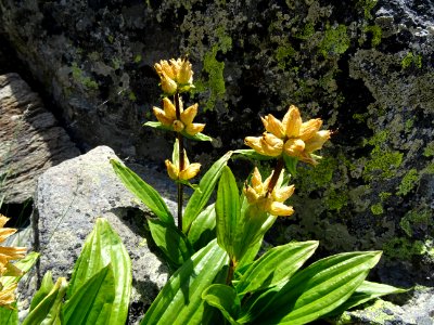 Gentiane ponctuée, Gentiana punctata, Gentianacées 