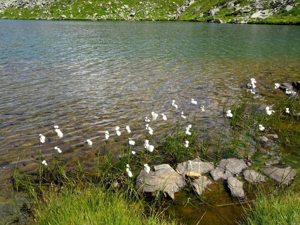 Linaigrette des Alpes, Trichophorum alpinum, Cypéracées 
