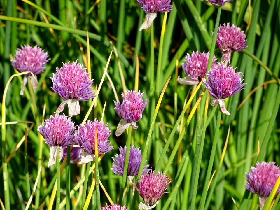 Ail des montagnes, Allium lusitanicum = Allium senescens s… 