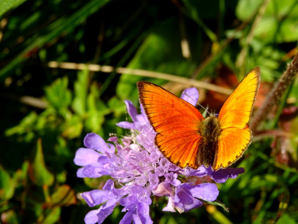 Argus satiné ou Cuivré de la Verge-d'Or, Heodes virgaureae… 
