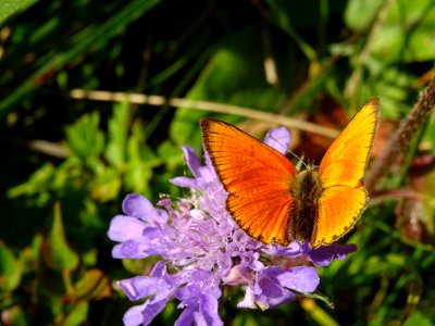 Argus satiné ou Cuivré de la Verge-d'Or, Heodes virgaureae… 