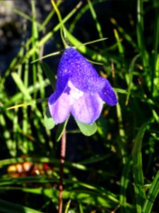 Campanule 