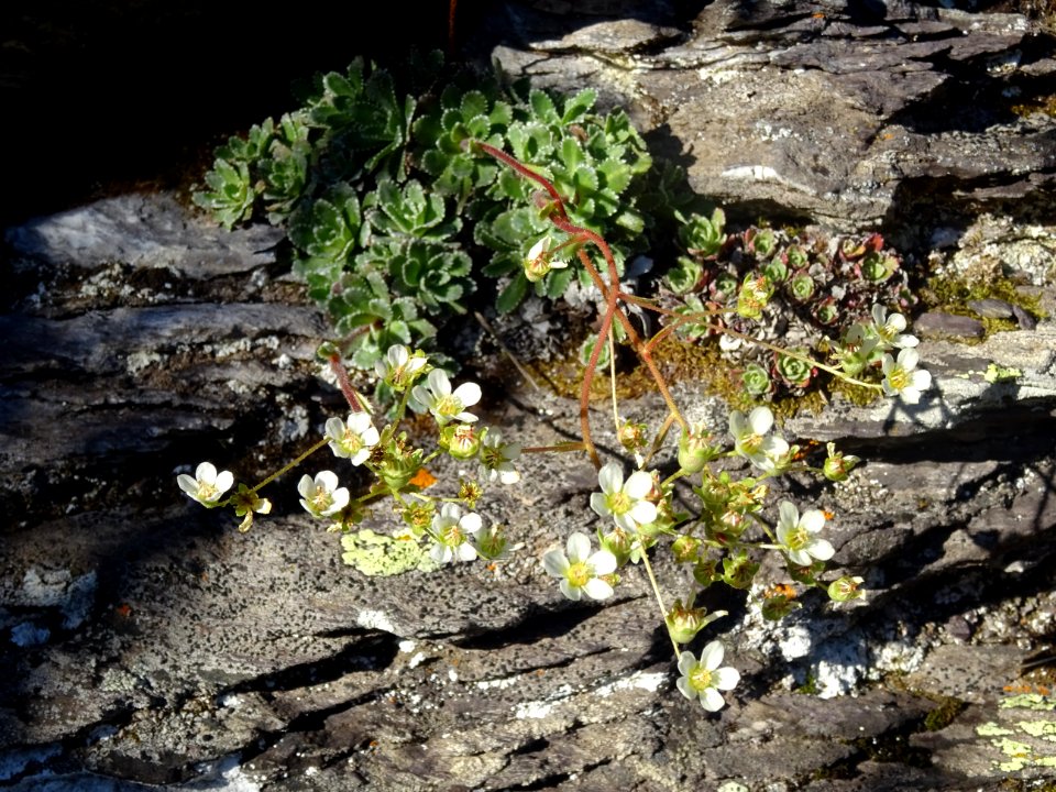 Saxifrage paniculée, Saxifraga paniculata, Saxifragacées 