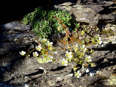 Saxifrage paniculée, Saxifraga paniculata, Saxifragacées 