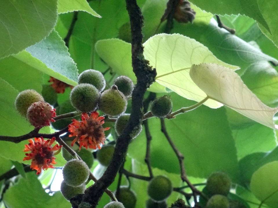 Murier à papier, Broussonetia papyrifera, Moracées, Arbore… 