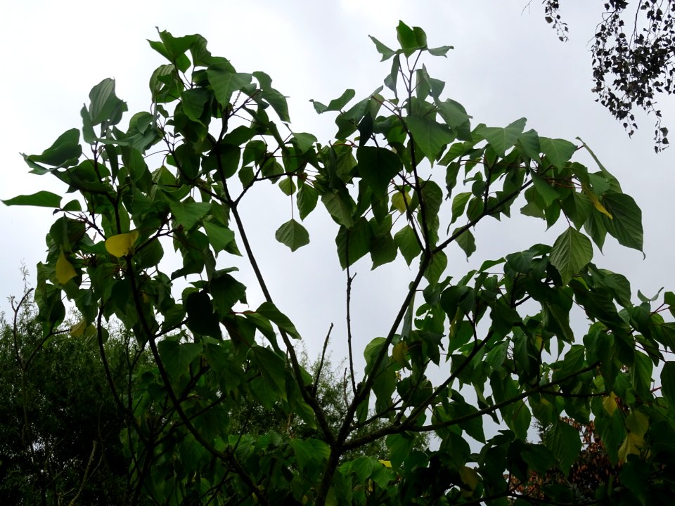 Firmiana sauvage, Mallotus japonicus, Euphorbiacées, Arbor… 