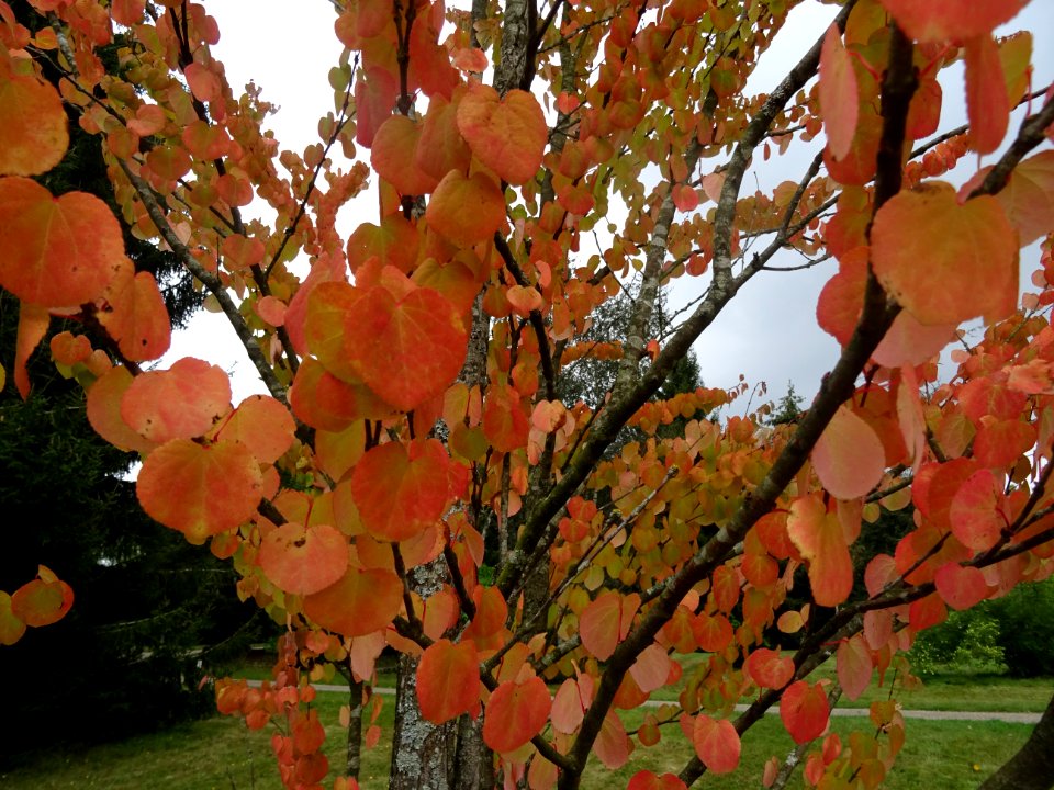 Katsura ou Arbre au caramel, Cercidiphyllum japonicum, Cer… 