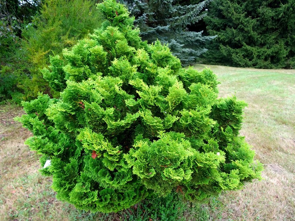 Faux cyprès du Japon 'Nana gracilis', Chamaecyparis obtusa… 