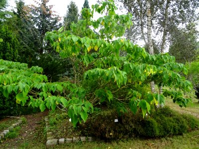 Firmiana sauvage, Mallotus japonicus, Euphorbiacées, Arbor… 