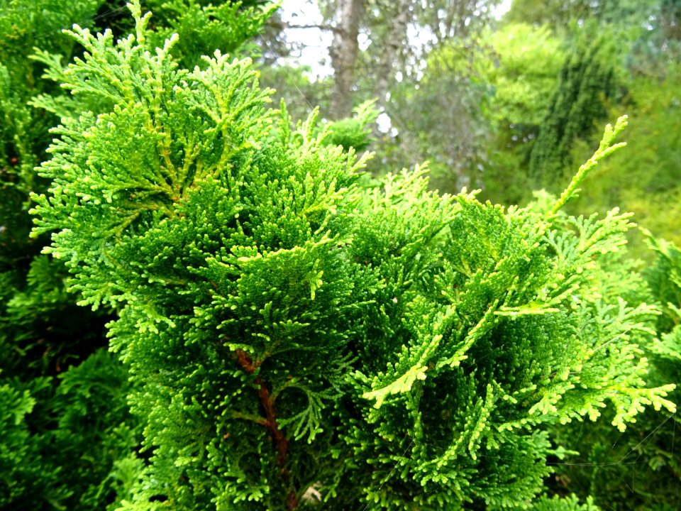Faux cyprès du Japon 'Nana gracilis', Chamaecyparis obtusa… 