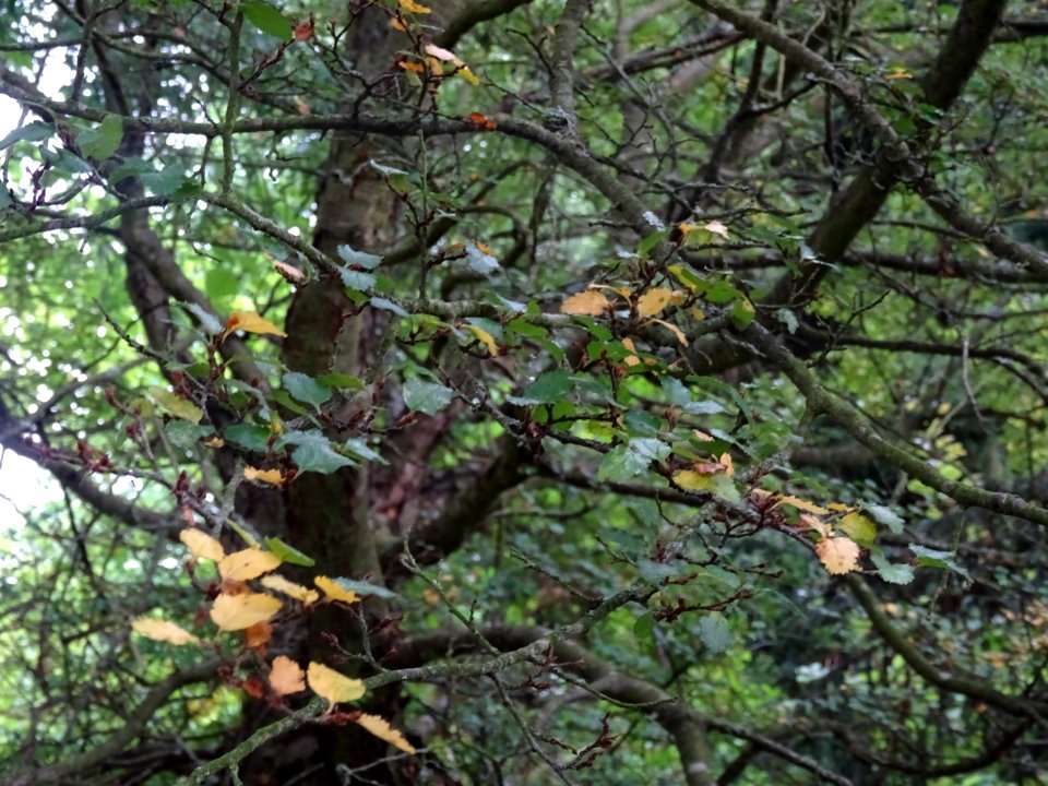 Nire ou Hêtre de l'Antarctique ou Faux-Hêtre, Nothofagus a… 