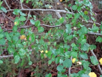 Nire ou Hêtre de l'Antarctique ou Faux-Hêtre, Nothofagus a… 