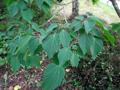 Firmiana sauvage, Mallotus japonicus, Euphorbiacées, Arbor… 