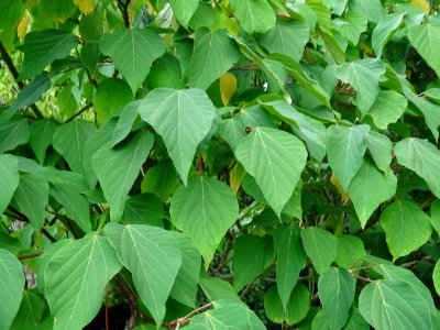 Firmiana sauvage, Mallotus japonicus, Euphorbiacées, Arbor… 