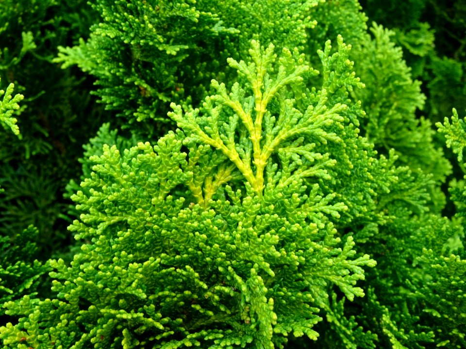 Faux cyprès du Japon 'Nana gracilis', Chamaecyparis obtusa… 