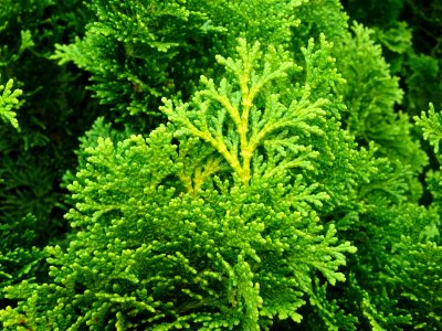 Faux cyprès du Japon 'Nana gracilis', Chamaecyparis obtusa… 
