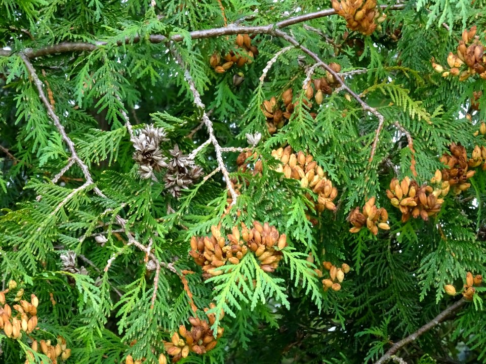 Thuya occidental, Thuja occidentalis, Cupressacées 