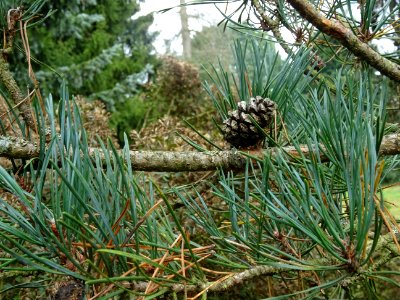 Cône du Pin sylvestre colonnaire, Pinus sylvestris fastigi… 