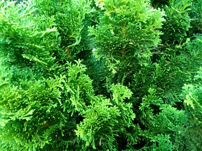 Faux cyprès du Japon 'Nana gracilis', Chamaecyparis obtusa… 