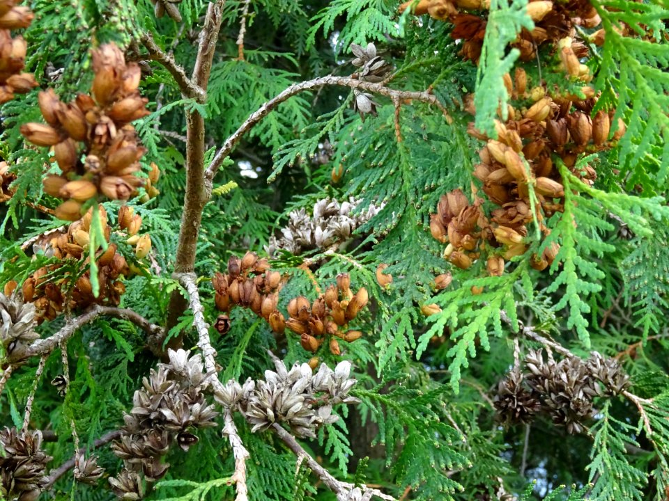 Thuya occidental, Thuja occidentalis, Cupressacées 