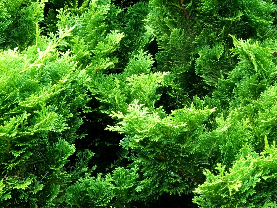 Faux cyprès du Japon 'Nana gracilis', Chamaecyparis obtusa… 