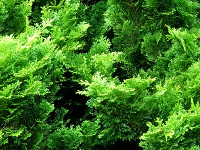 Faux cyprès du Japon 'Nana gracilis', Chamaecyparis obtusa… 