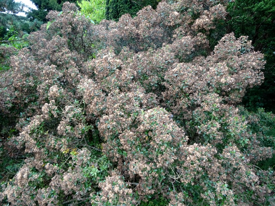 Aster en arbre, Olearia Haastii, hybride naturel entre O. … 
