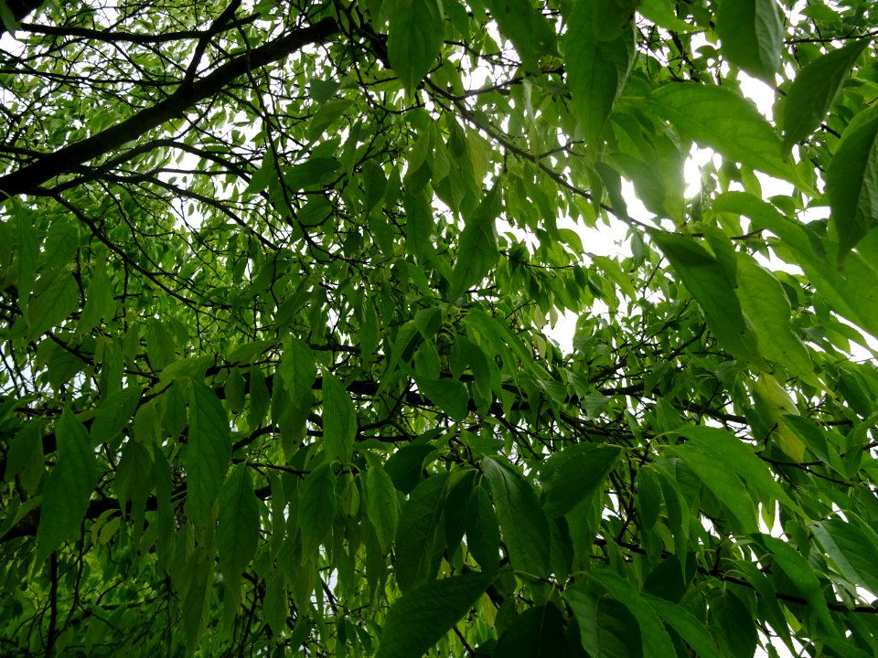 Arbre à gomme, Eucommia ulmoides, Eucommiacées, Arboretum … 