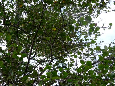 Bouleau pubescent, Betula pubescens, Betulacées, Arboretum… 