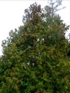 Thuya occidental, Thuja occidentalis, Cupressacées 