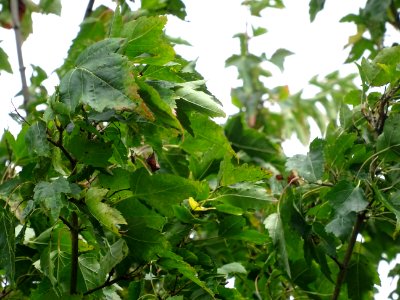 Erable du fleuve Amour, Acer ginnala, Acéracées, Arboretum… 