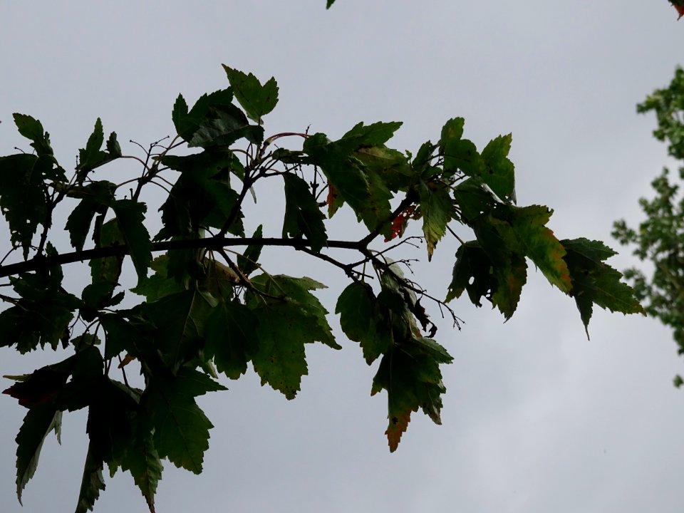 Erable du fleuve Amour, Acer ginnala, Acéracées, Arboretum… 