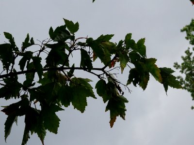 Erable du fleuve Amour, Acer ginnala, Acéracées, Arboretum… 