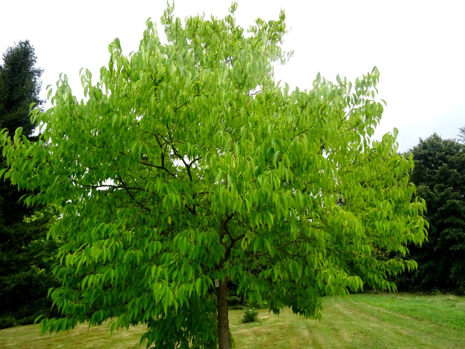 Arbre à gomme, Eucommia ulmoides, Eucommiacées, Arboretum … 