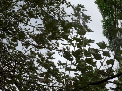 Peuplier blanc, Populus alba, Salicacées, Arboretum de Chè… 