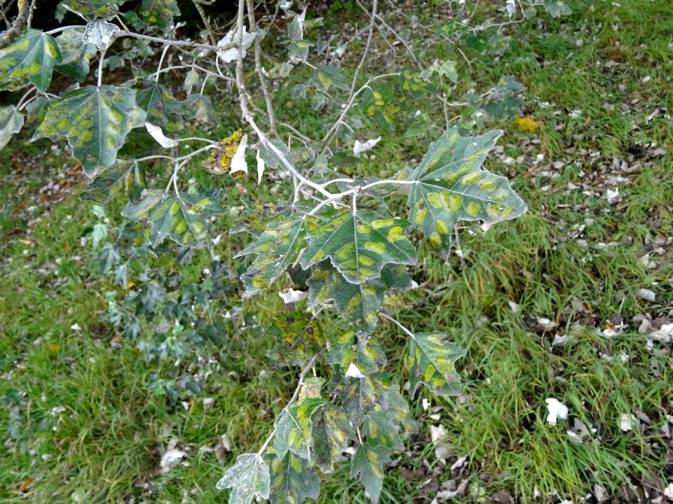 Peuplier blanc, Populus alba, Salicacées, Arboretum de Chè… 