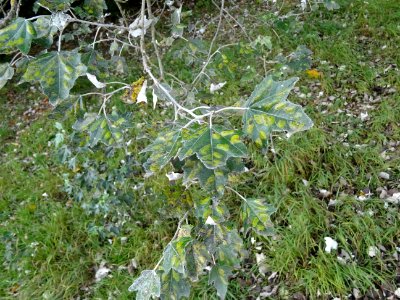 Peuplier blanc, Populus alba, Salicacées, Arboretum de Chè… 