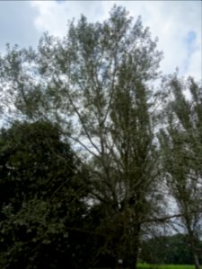 Peuplier blanc, Populus alba, Salicacées, Arboretum de Chè… 
