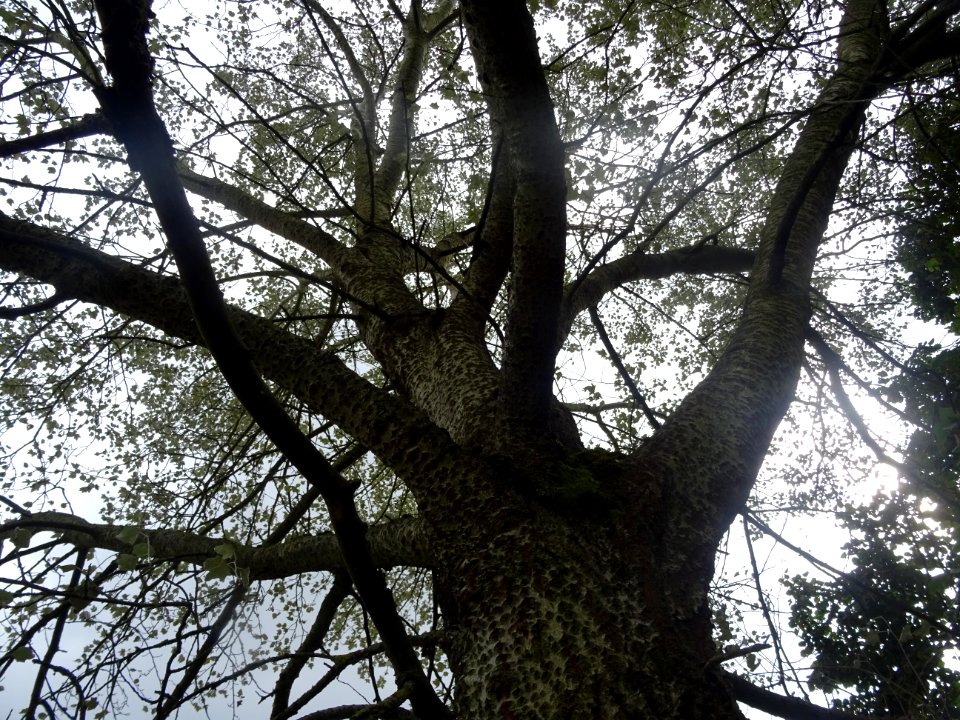 Tronc et branches du Peuplier blanc, Populus alba, Salicac… 