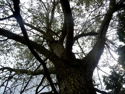 Tronc et branches du Peuplier blanc, Populus alba, Salicac… photo