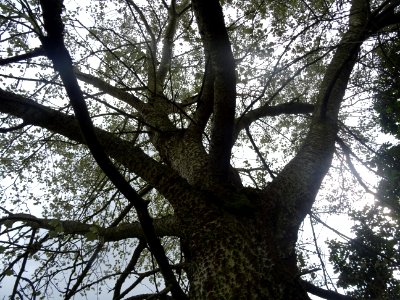 Tronc et branches du Peuplier blanc, Populus alba, Salicac… 